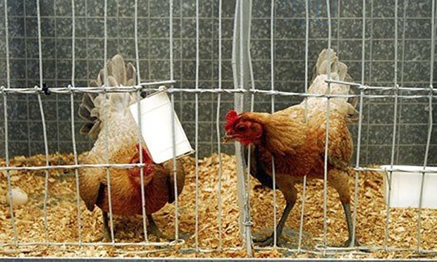 Causes Of Stress In Poultry