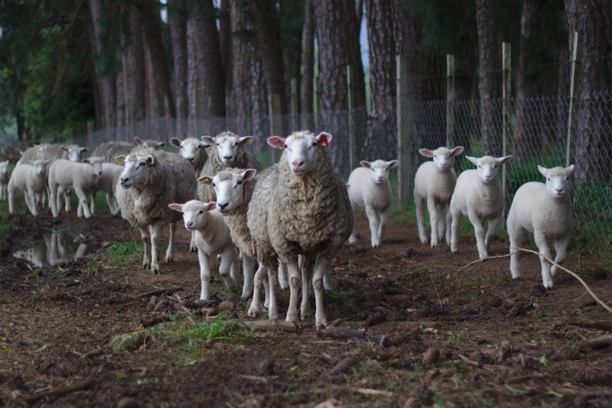 Natural Farm Health